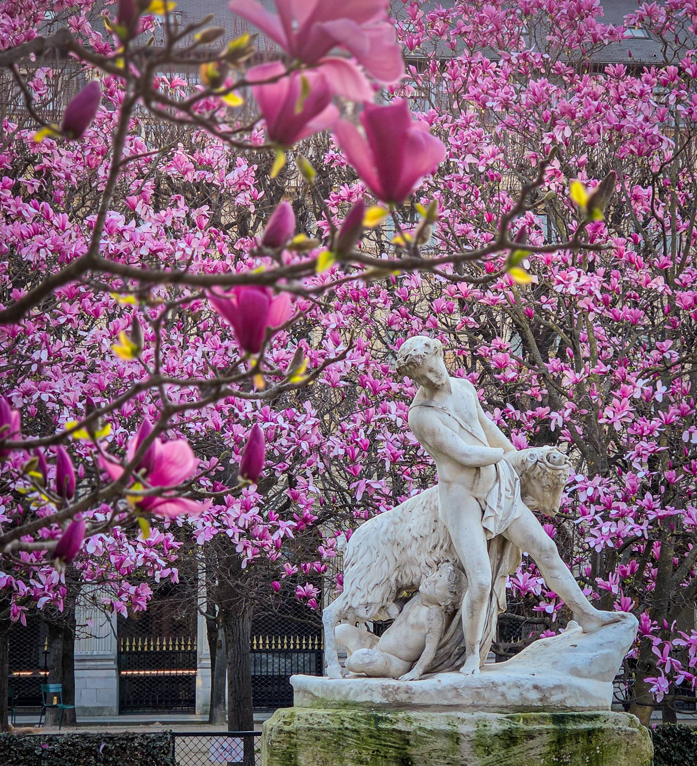 Classical marble statue framed by blooming pink tulip trees at the Palais-Royal in Paris, France ©Stephanie Dosch | theViatrix Luxury Travel