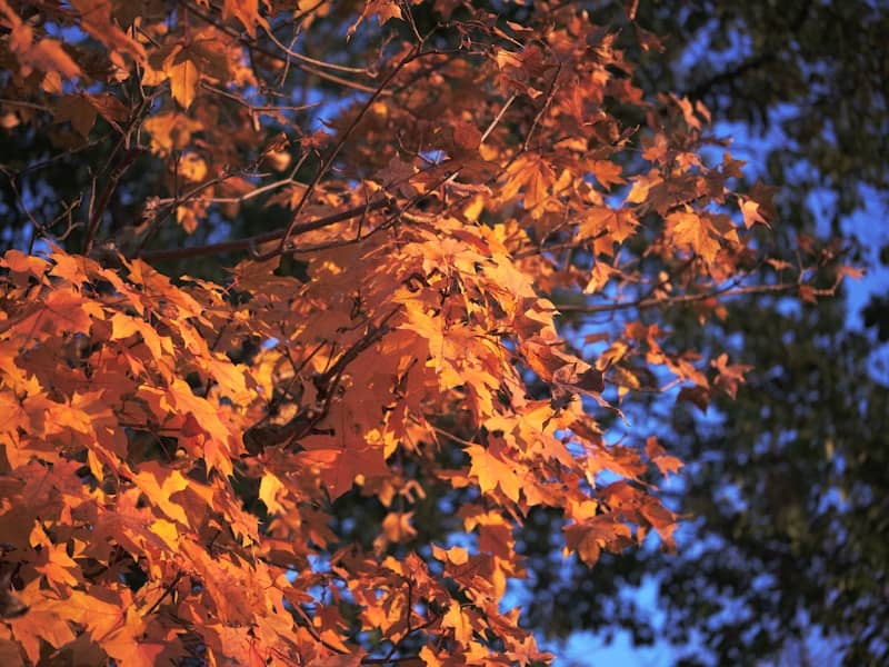 Autumn leaves glow orange against a blue sky
