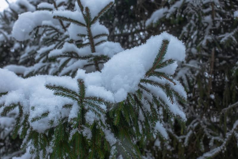 A pine tree covered in snow in a forest