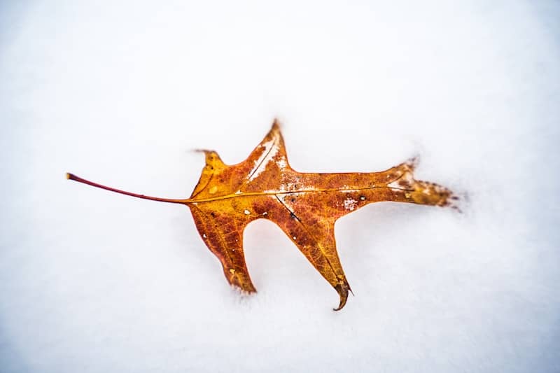 A single brown leaf rests on white snow.