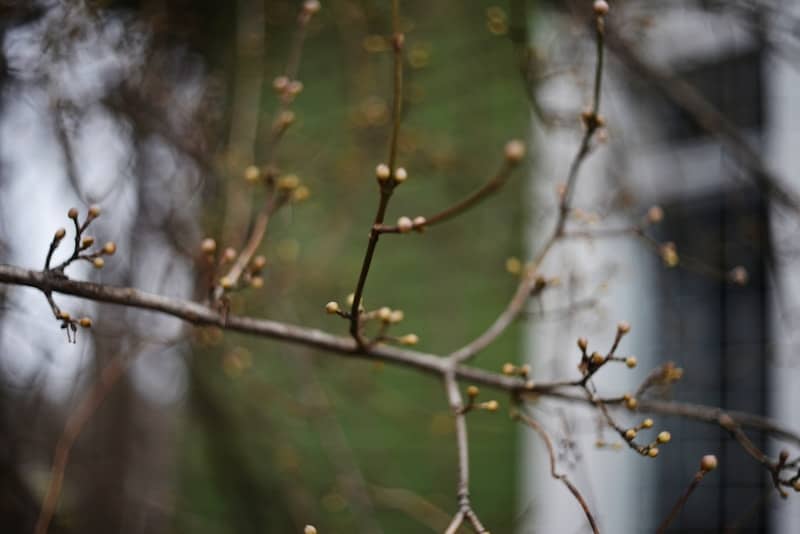 Bare tree branches with small buds in early spring.
