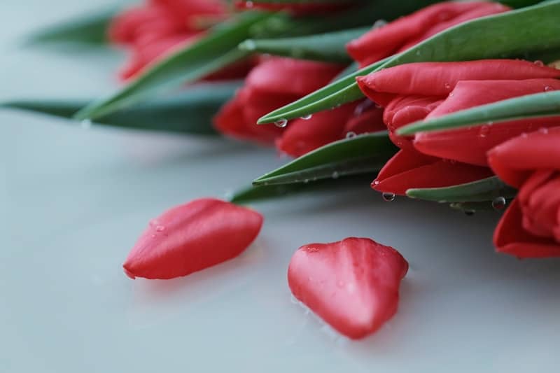 A bunch of red flowers sitting on top of a table