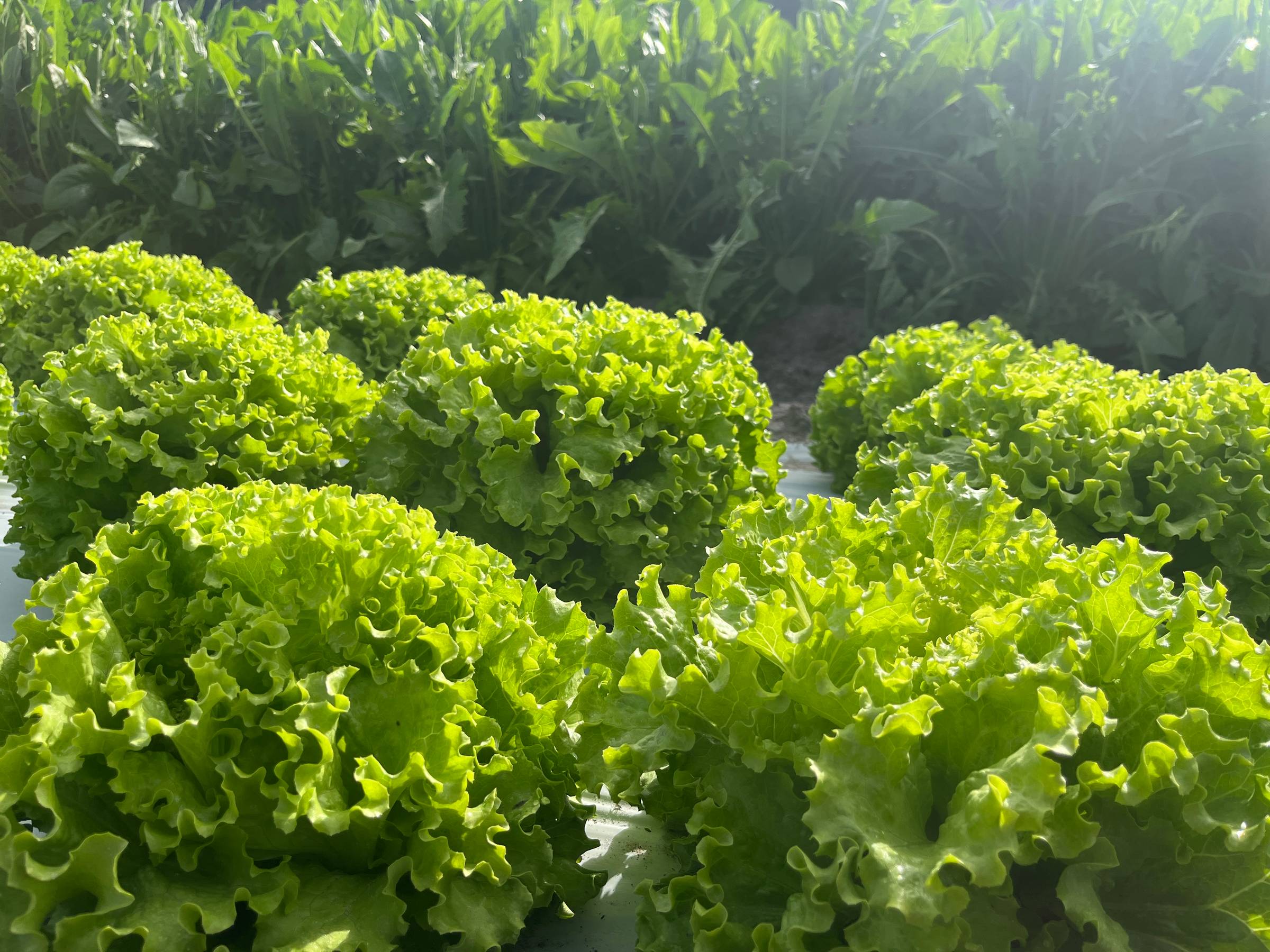 Freshly harvested green lettuce heads growing in a field.