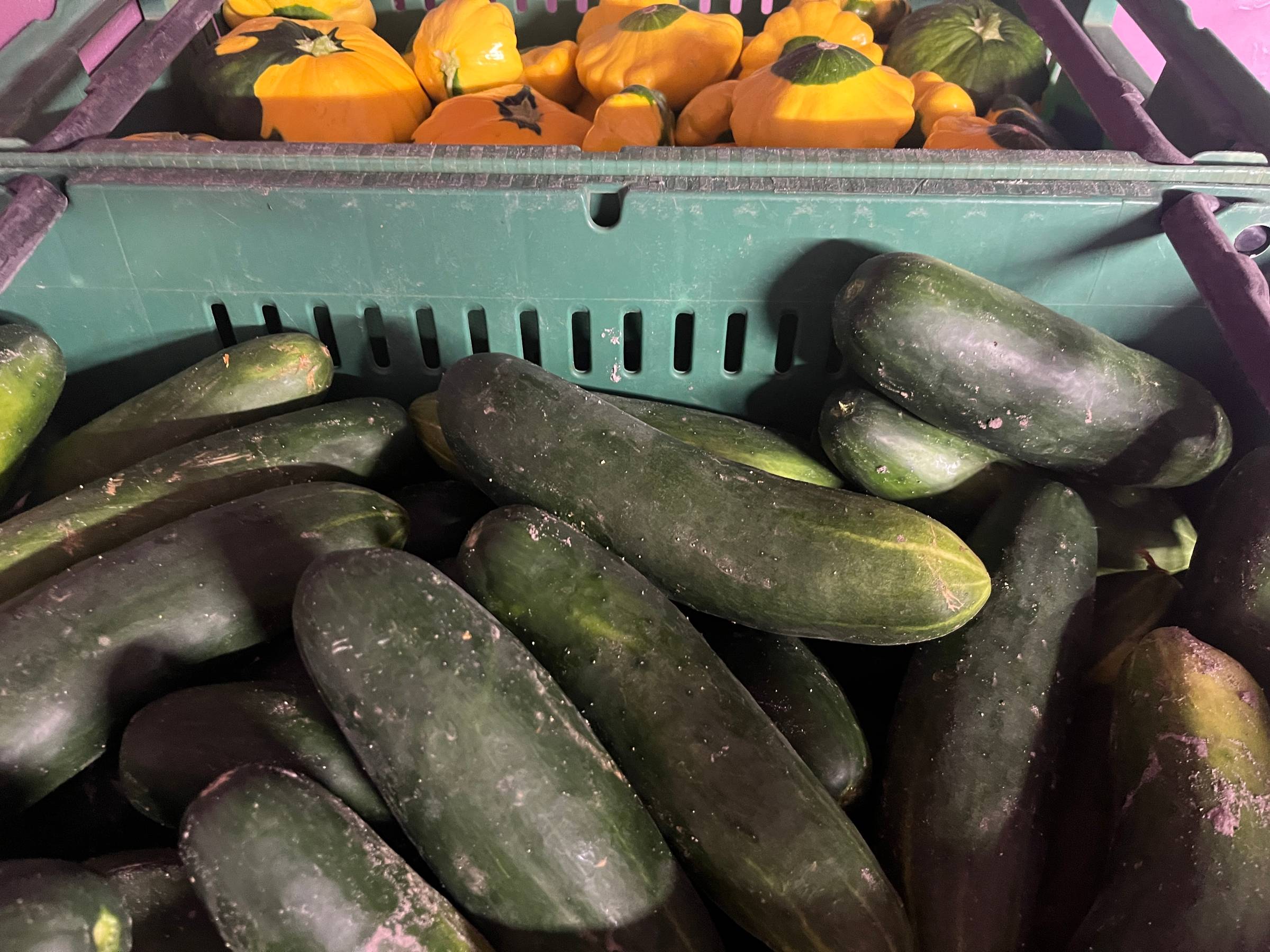 A green basket filled with fresh cucumbers and yellow squashes, showcasing the harvest for the season.