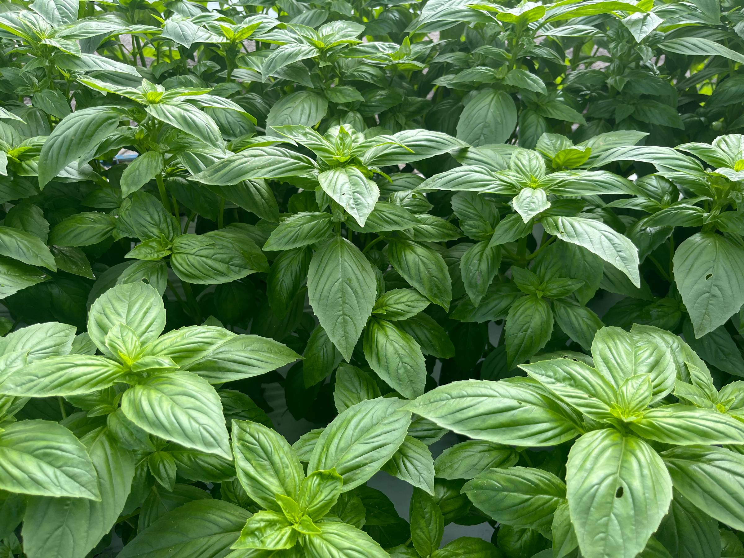 Lush green basil plants with vibrant leaves growing densely together.