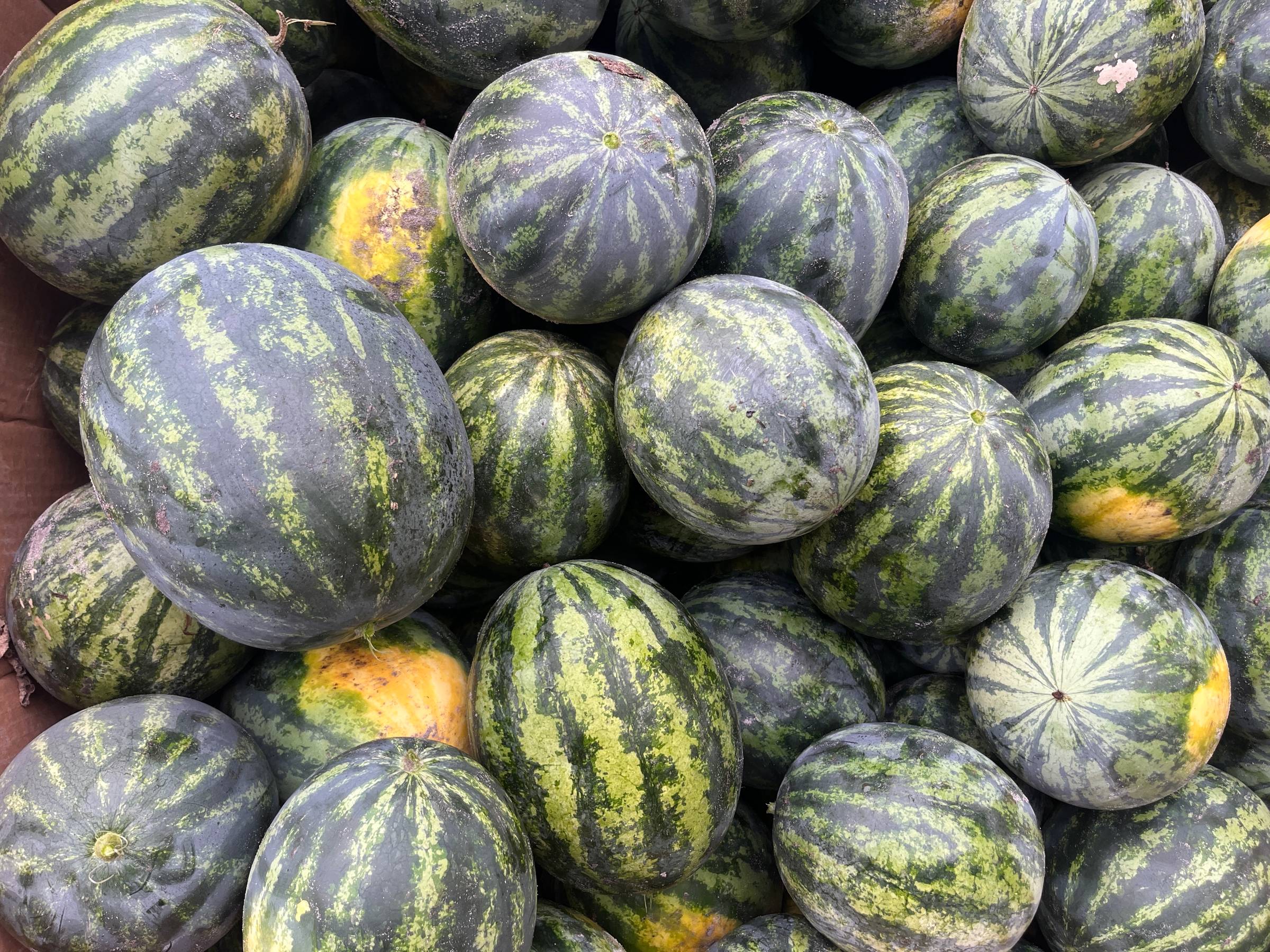 A close-up view of a pile of watermelons with dark green stripes resting on one another, showcasing their various sizes and textures.