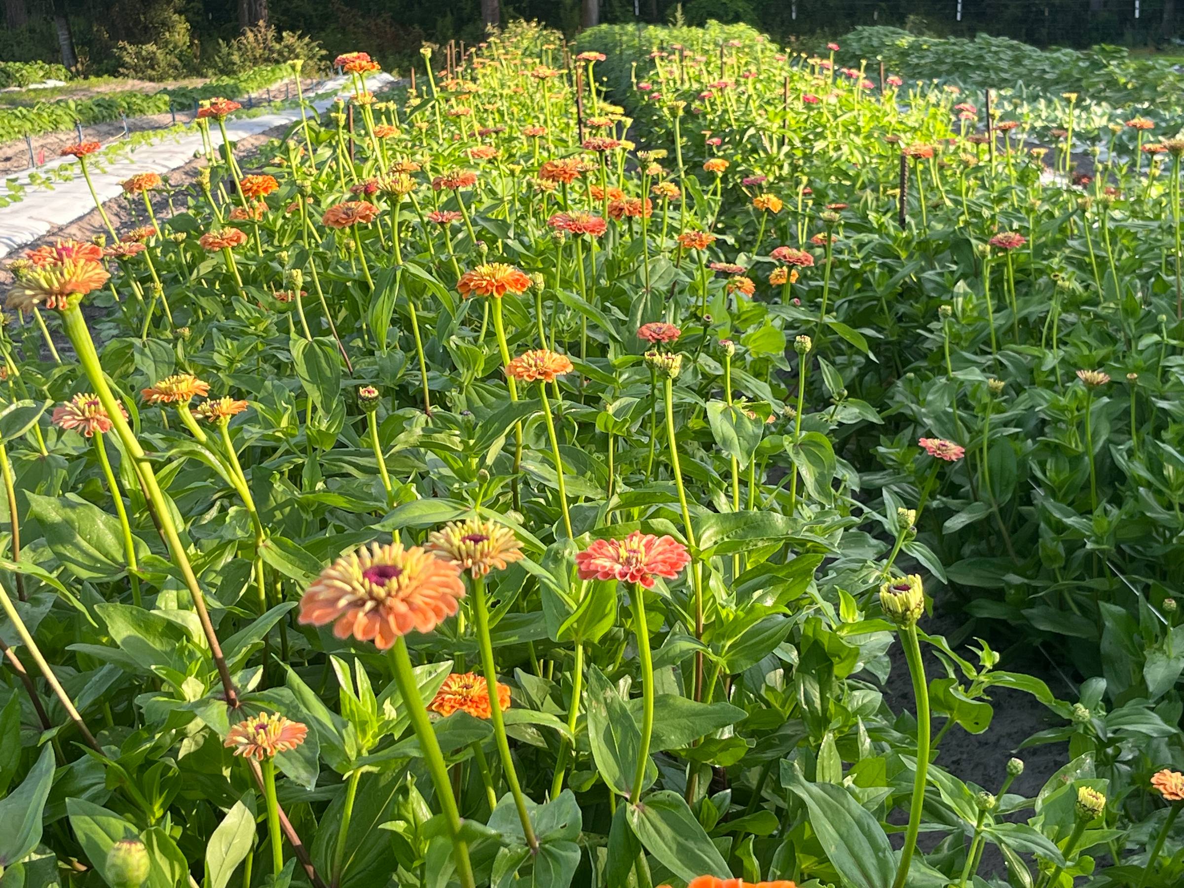 A blooming field of zinnias with vibrant orange flowers surrounded by lush green foliage, showcasing the beauty of the harvest season.