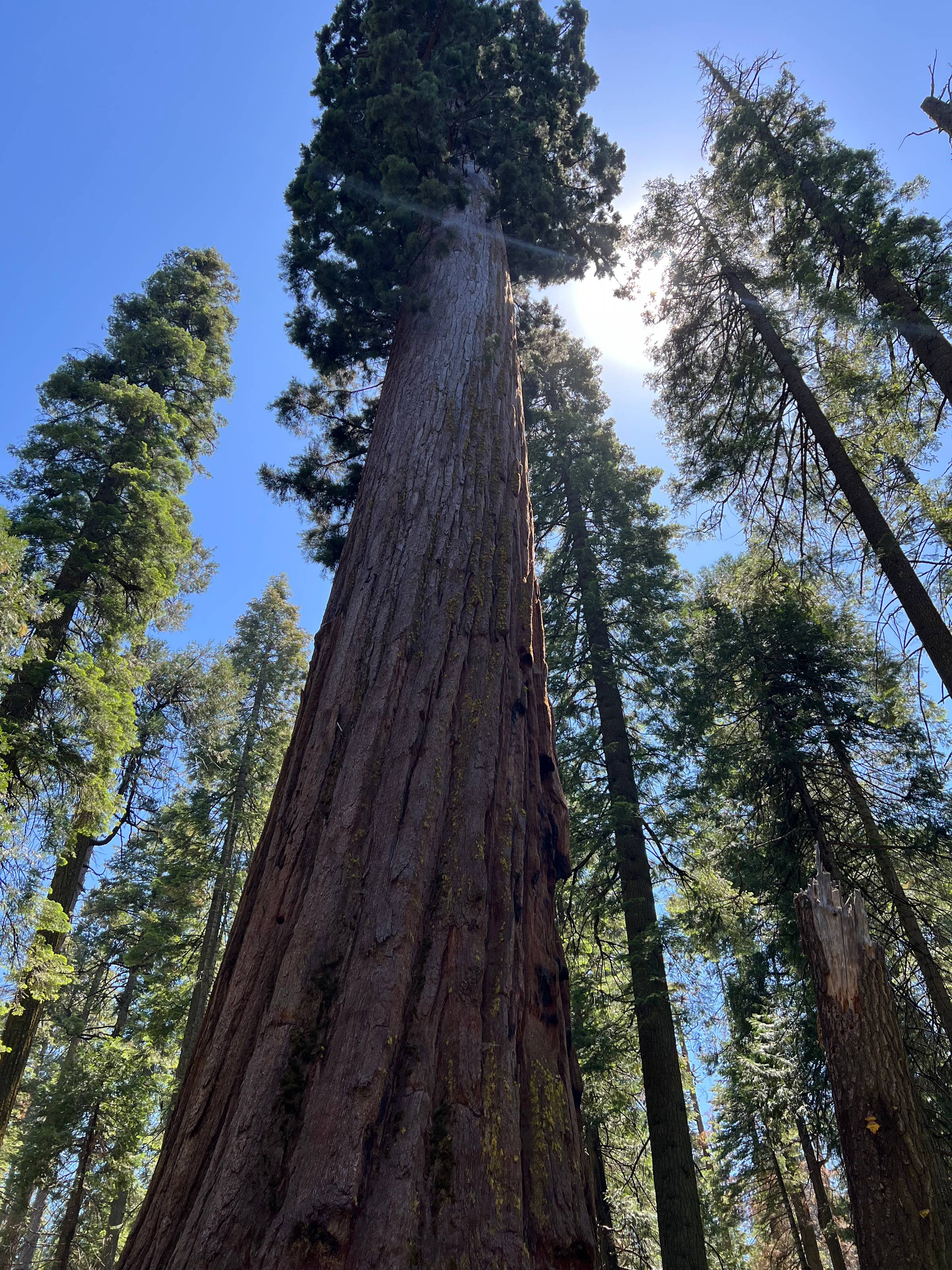 Giant sequoias in Calaveras Big Trees State Park