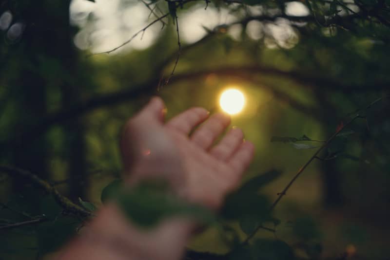 A hand reaching toward a bright light glowing through dark tree branches