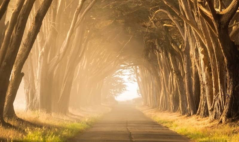 empty street in between of tall trees during golden hour