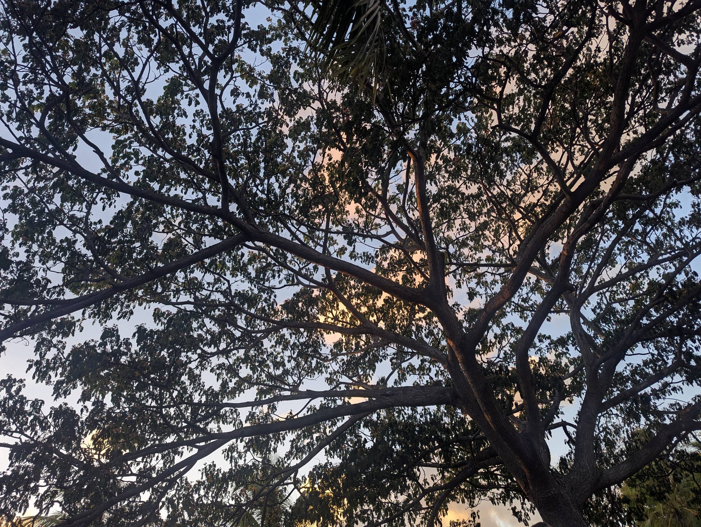 A picture of the trees overhead my outdoor Pilates Class. 
