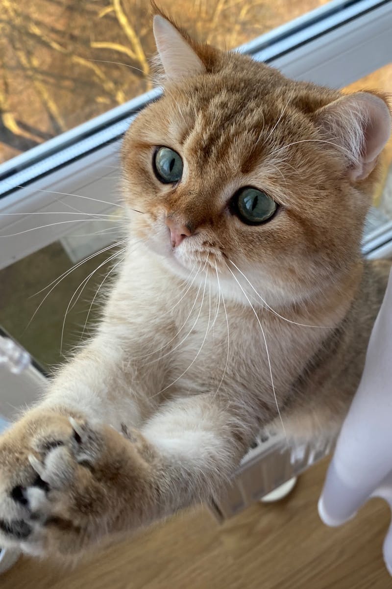 orange tabby cat on glass window