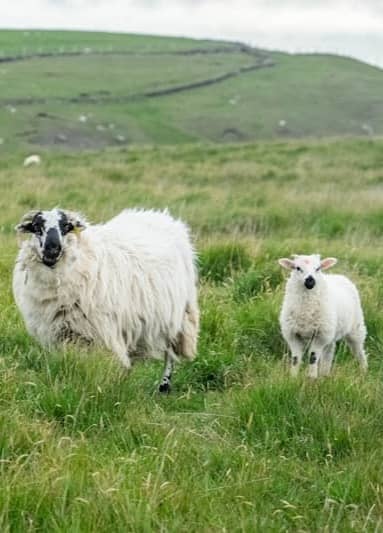 Two sheep standing in a grassy field