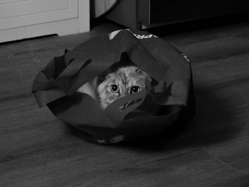 A cat peeking out from inside a reusable shopping bag on a wooden floor