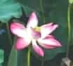 Wooden boat floats among lush green lotus leaves