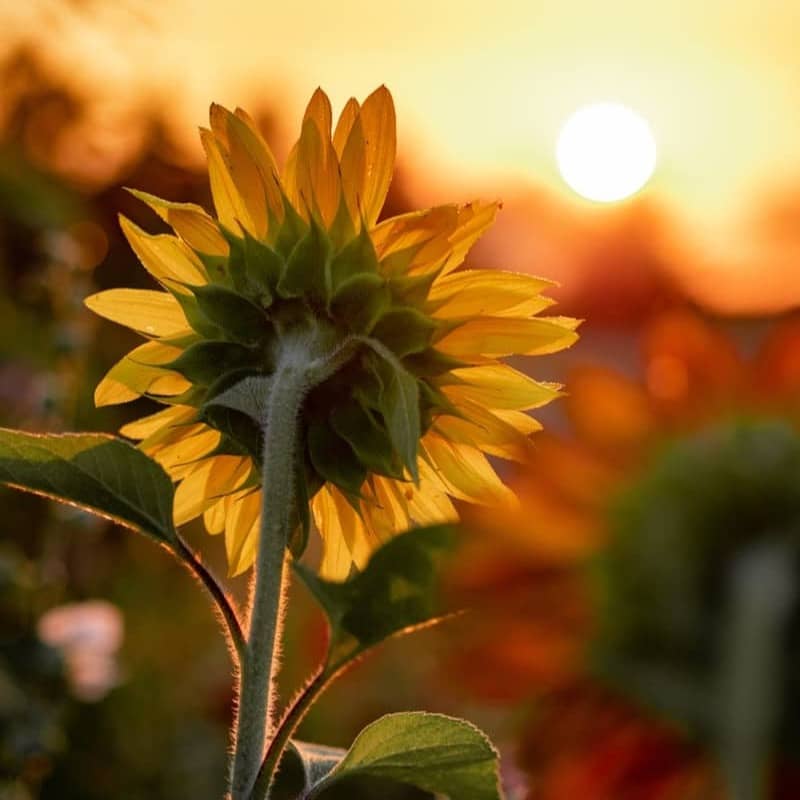 close-up photography of yellow sunflower