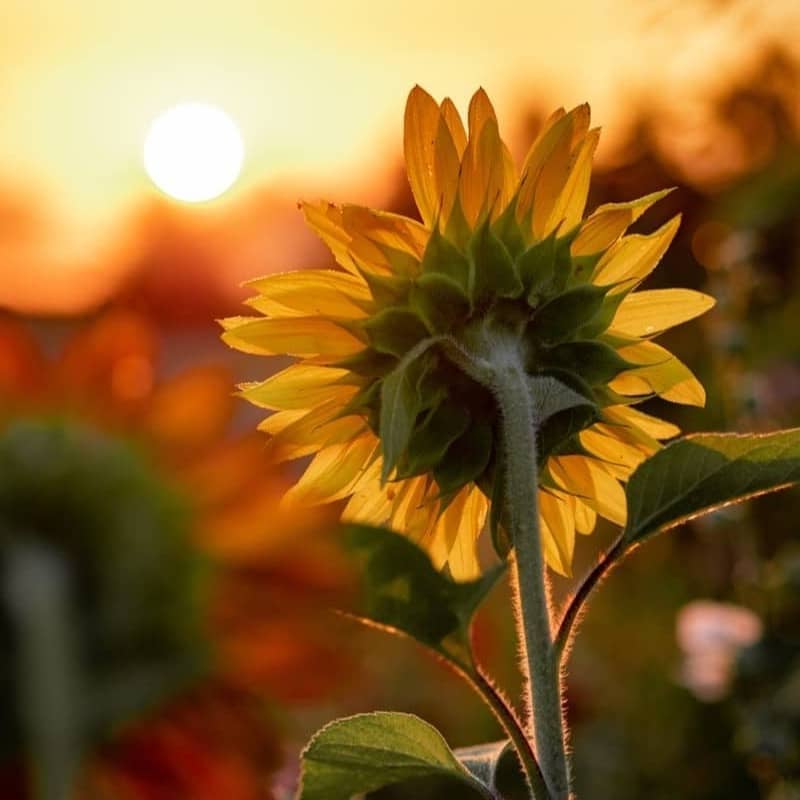 close-up photography of yellow sunflower