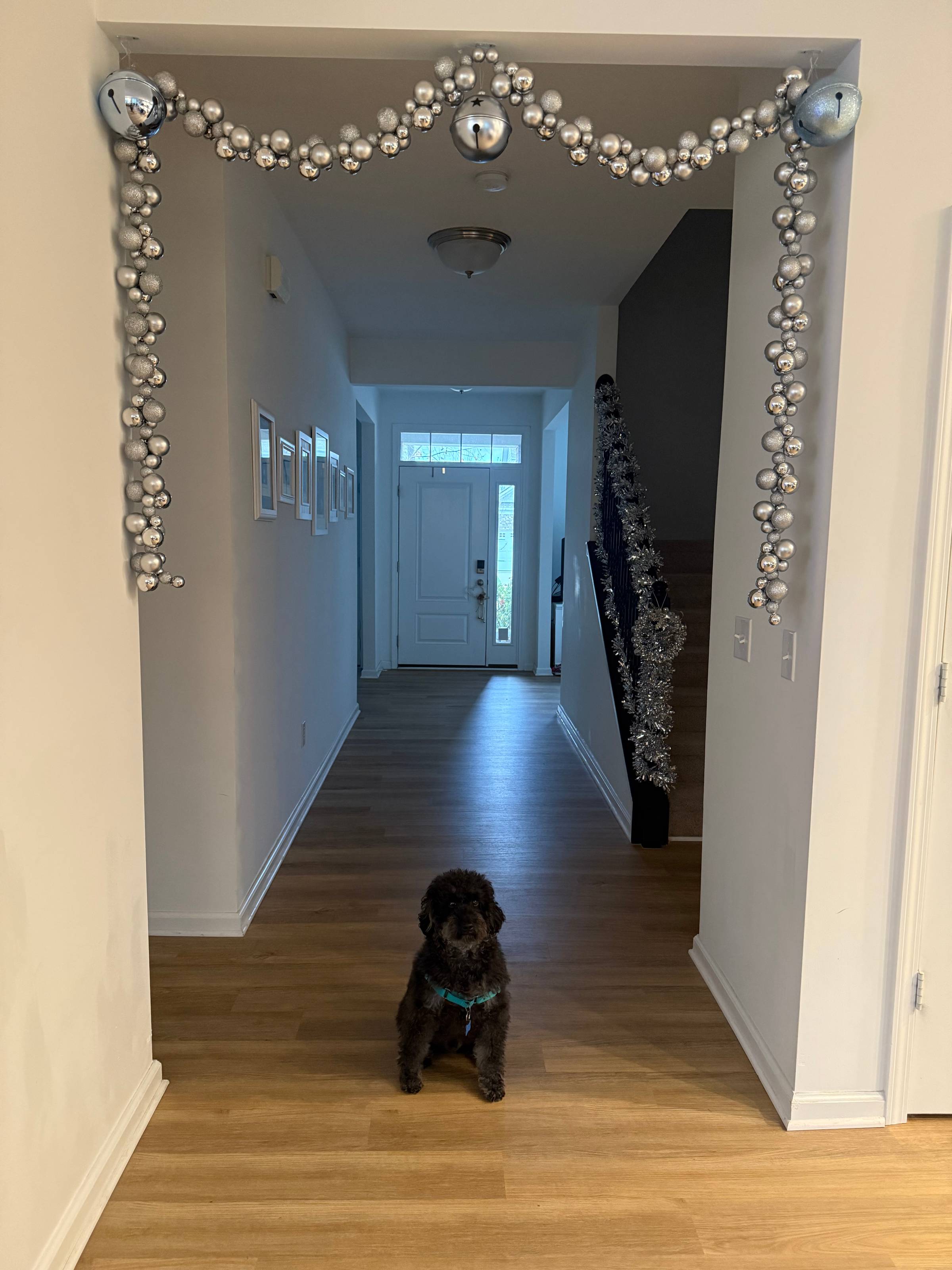 Photograph, hallway in a home. The entry to the hallway features silver Christmas garland and a small black dog seated on the floor.  