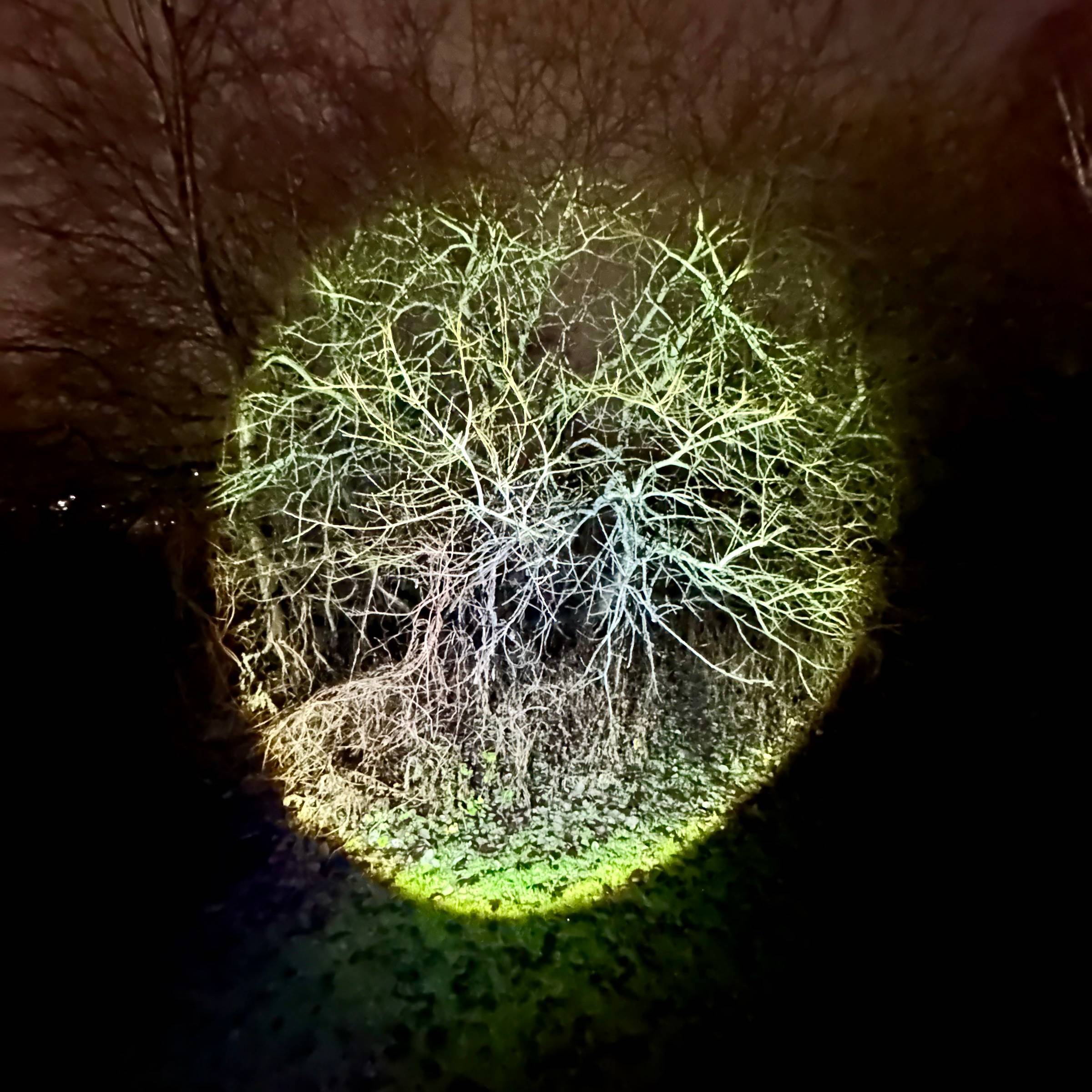 A nocturnal portrait of a tree