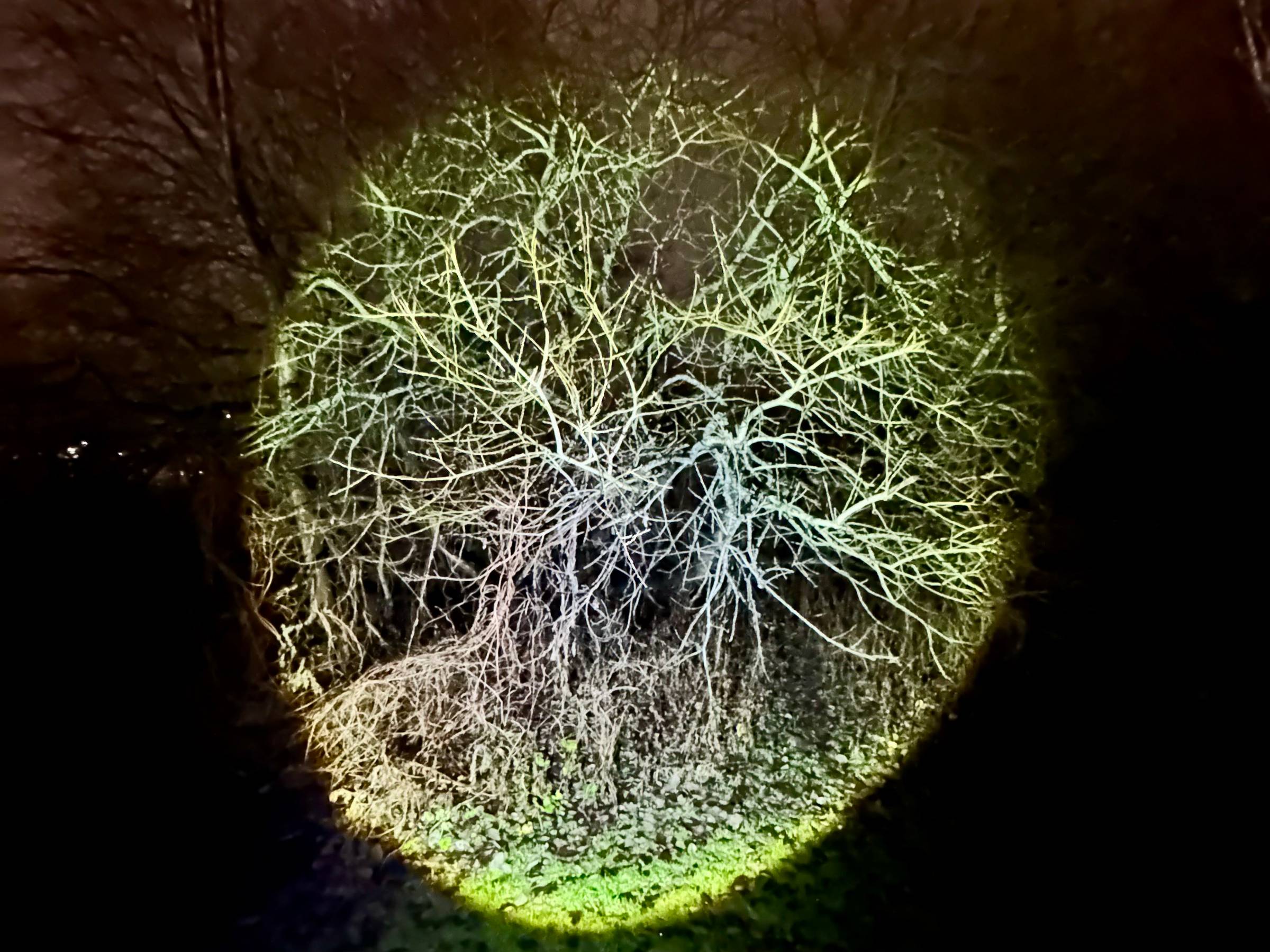 A tree in the winter night lit up by a ray of flashlight.