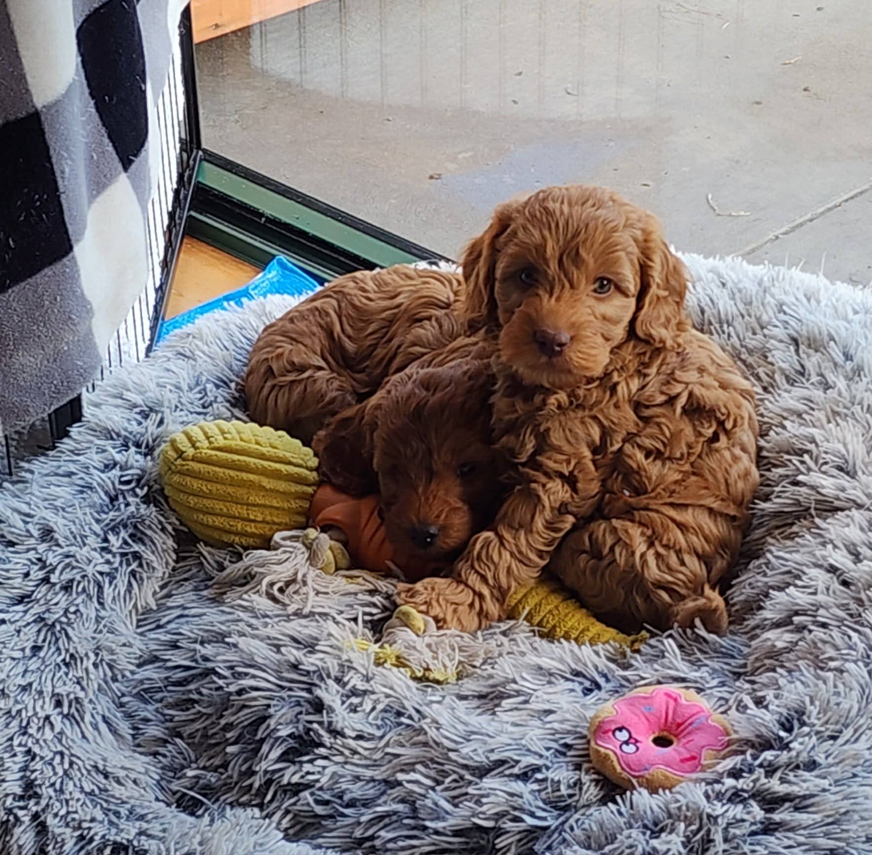 Bingo the Spoodle puppy