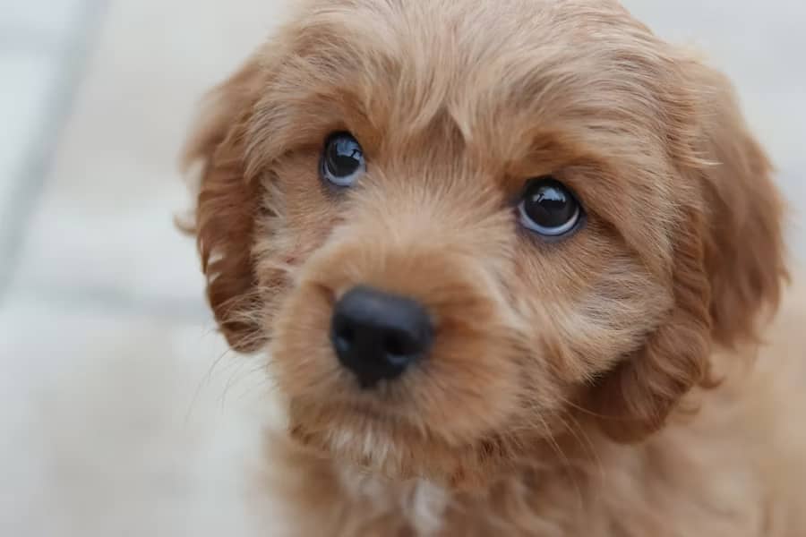 Close-up of a small, fluffy apricot-coloured puppy (likely a cavoodle) with big dark eyes and a shiny black nose, gazing up at the camera on a pale tiled floor.