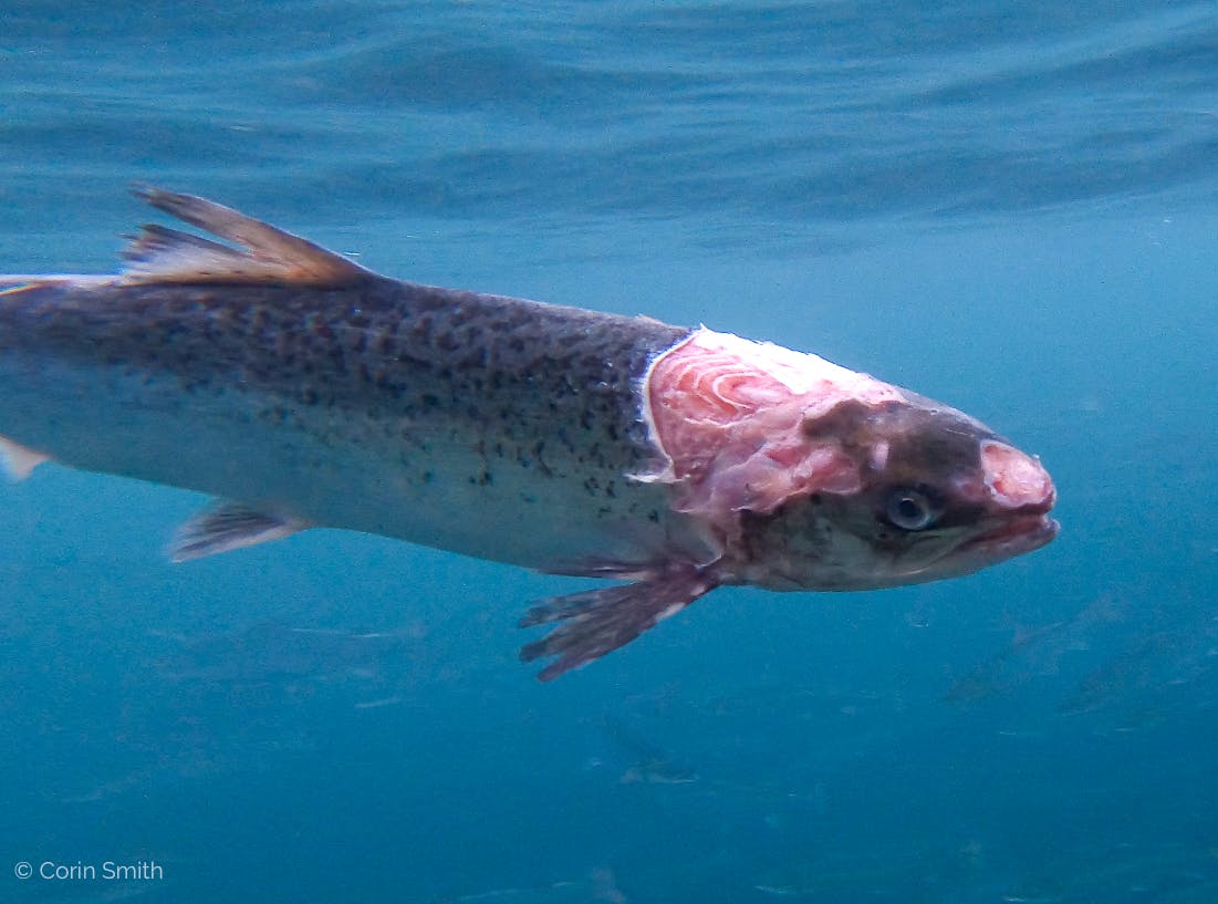 An underwater photograph of a farmed salmon showing severe injury or disease around its head area. The fish appears to be alive and swimming, with exposed flesh and damaged tissue visible on its head and face against a deep blue water background. The fish's scales and natural coloring are visible on its body, contrasting sharply with the injured area. The image captures the fish in profile, clearly showing the extent of the condition. Photo supplied by and courtesy of Corin Smith. Copyright Corin Smith.