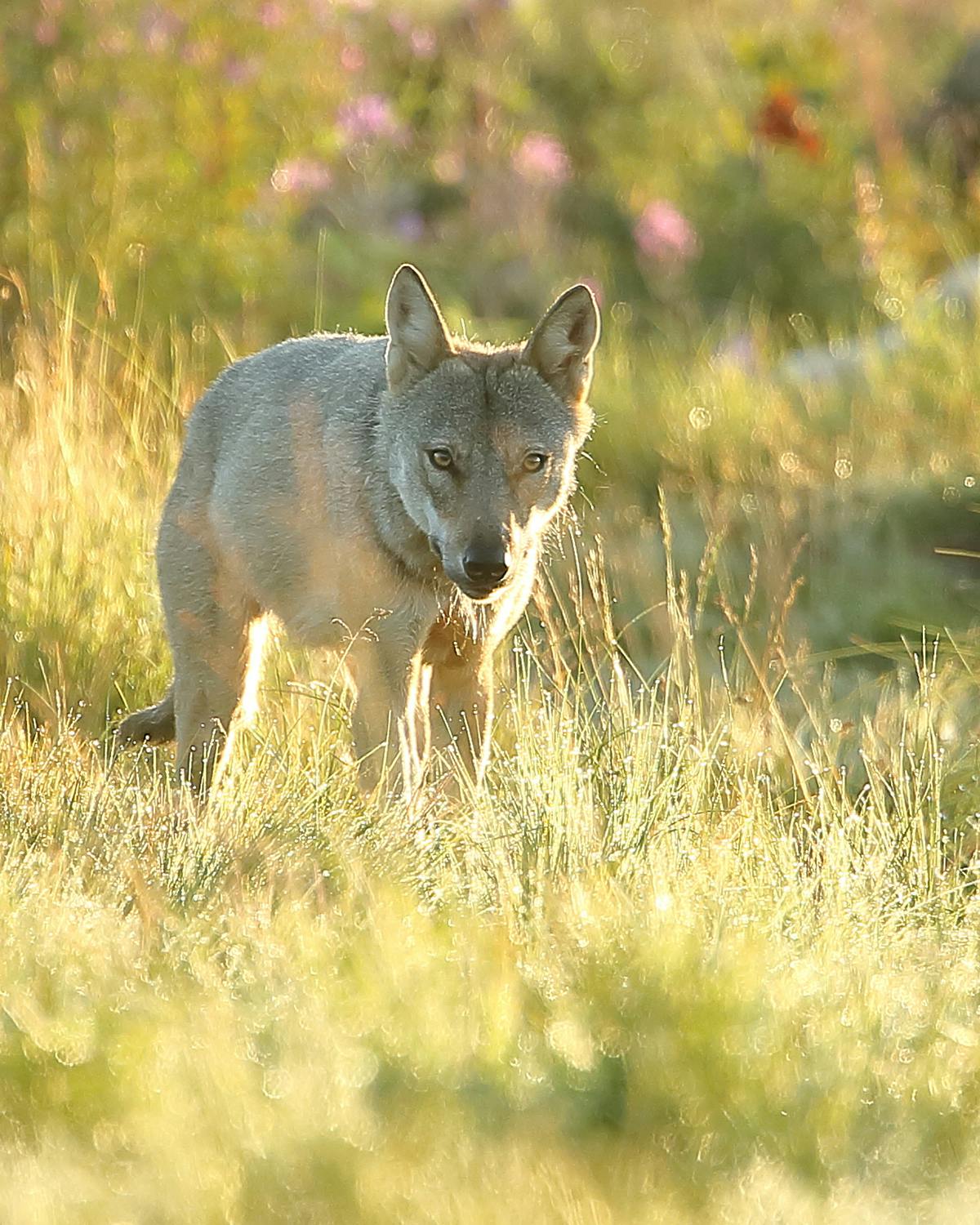 The EU Review of Wolf Protection Status - A Five-Episode Exclusive