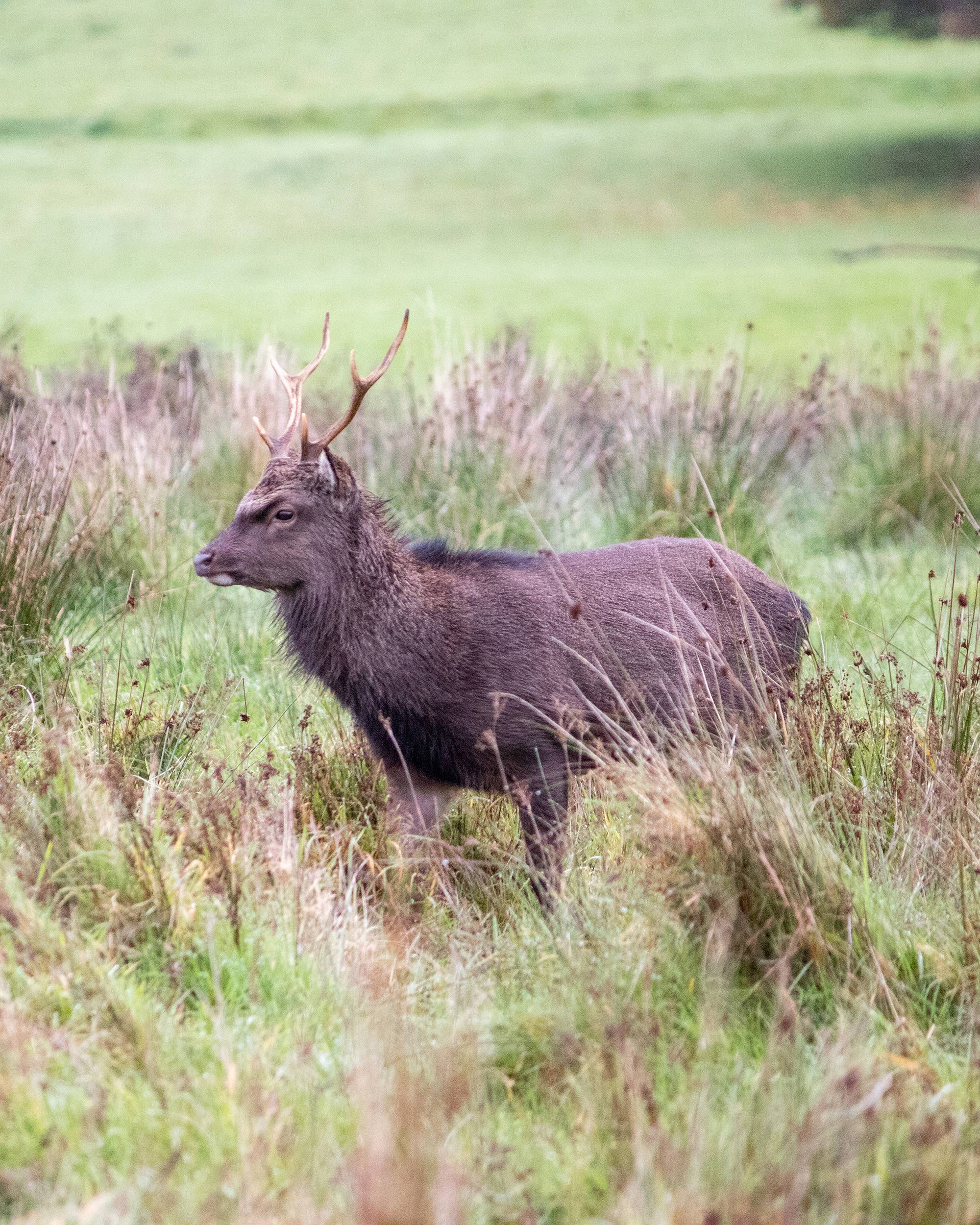 Sika Deer in Ireland: Invasive Status and Its Impact