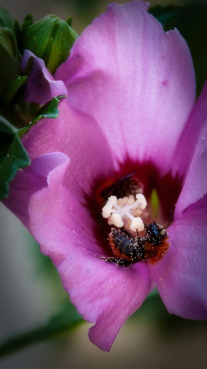 Close-up of a pink hibiscus flower with bees inside.