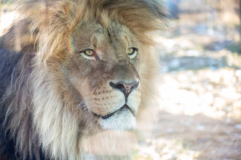 A majestic lion with a golden mane looks thoughtfully.