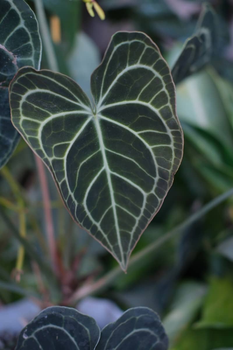 A dark green leaf with intricate white veins