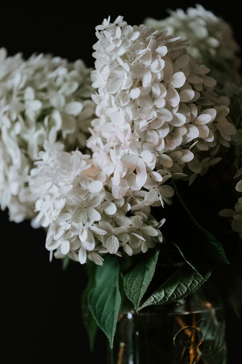 A vase filled with white flowers on top of a table