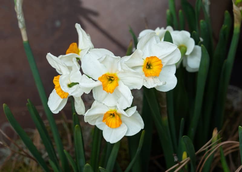 A cluster of white daffodils with yellow centers.