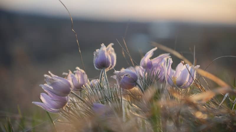 Light purple fuzzy flowers blooming in a field at sunset.