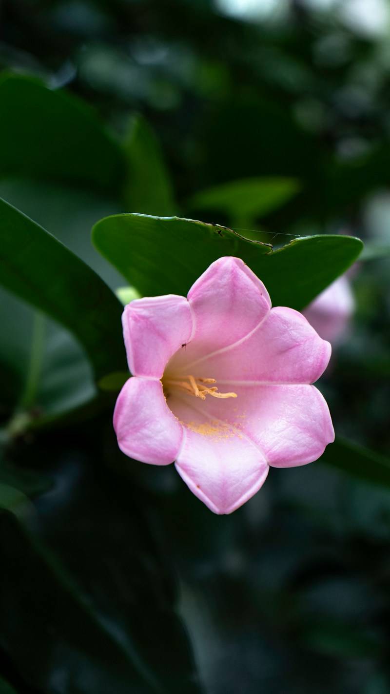 A single pale pink bell-shaped flower with yellow stamens among dark green leaves
