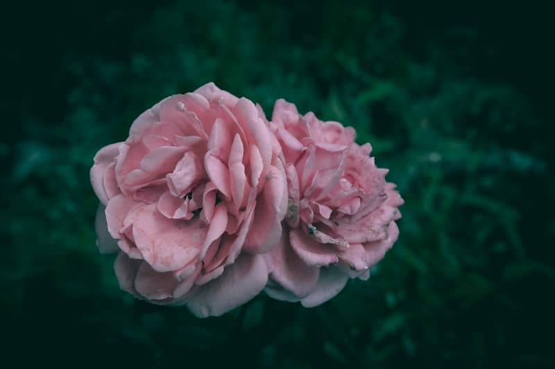 Two pale pink rose blossoms against a dark green blurred background