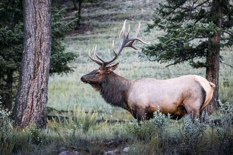 An elk with large antlers stands in a forest.