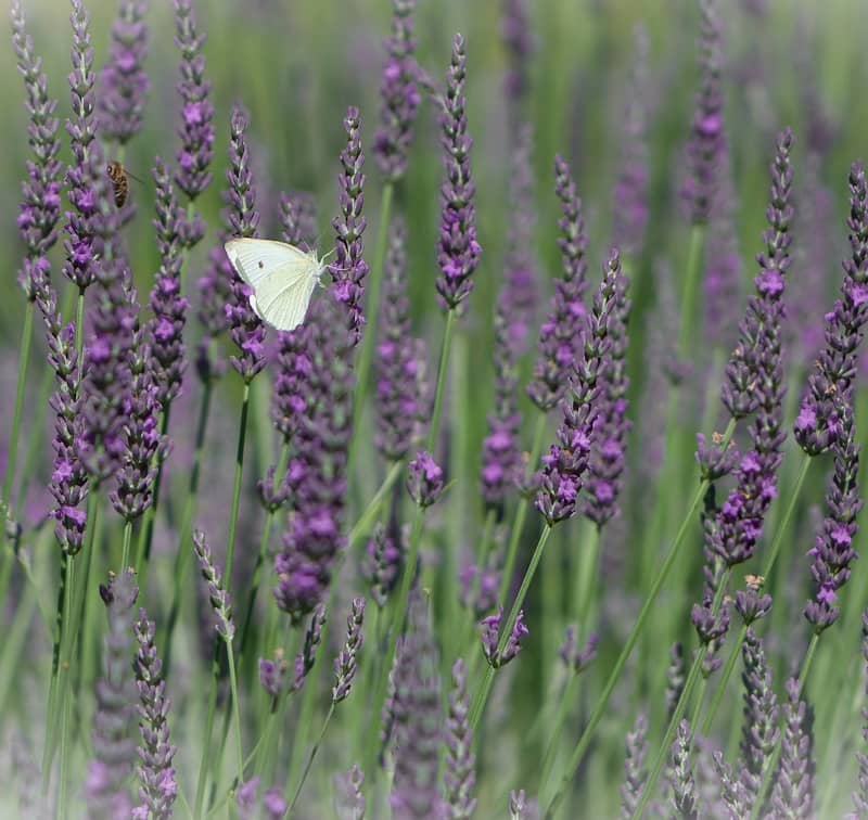 A white butterfly on a purple lavender flower with a bee nearby