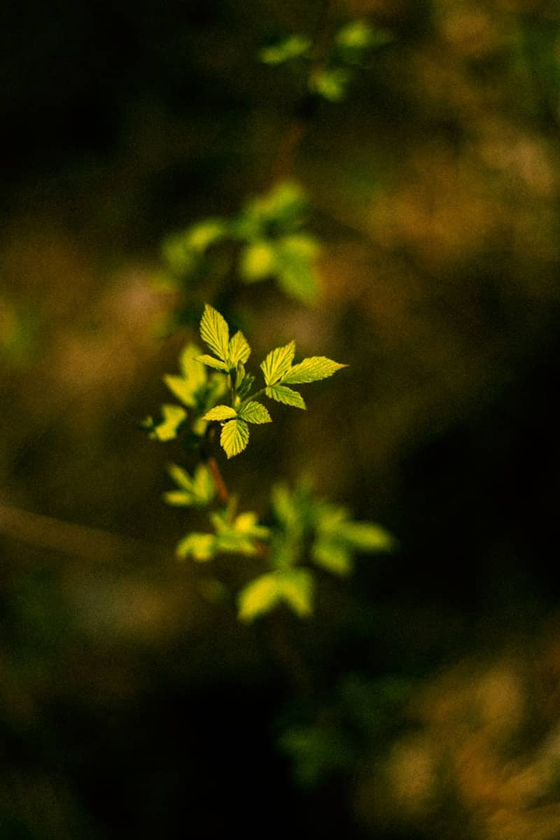 Delicate green leaves on a branch in soft light