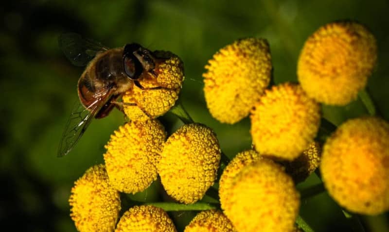A bee rests on a cluster of yellow flowers.