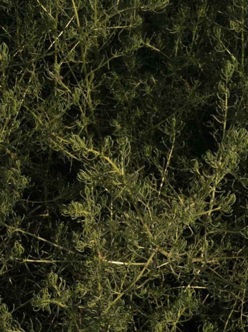 Dense green foliage with thin, curled, needle-like leaves in natural light