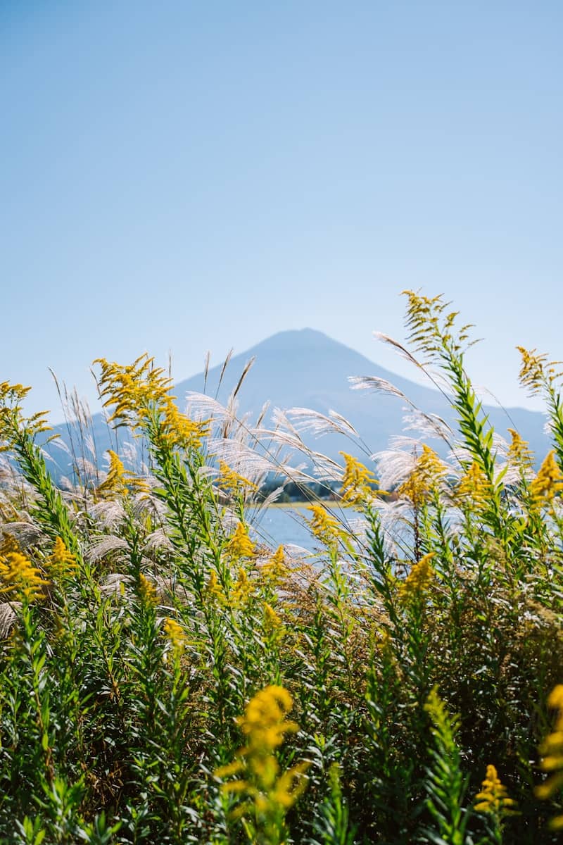 A majestic mountain peak behind wildflowers under a clear sky.