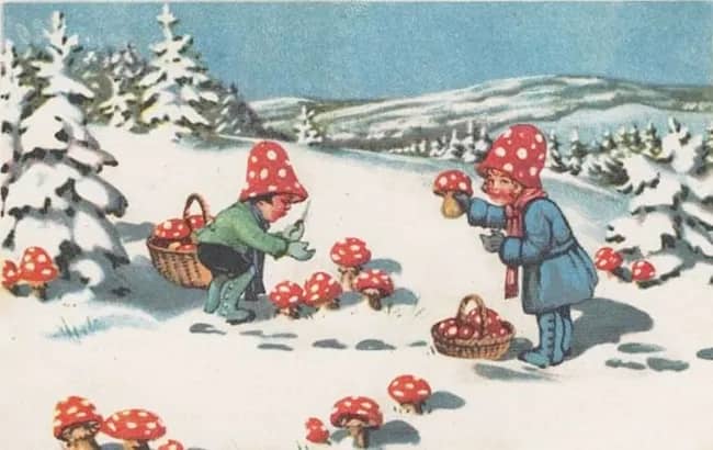Amanita muscaria, Santa Claus, and little elf helpers