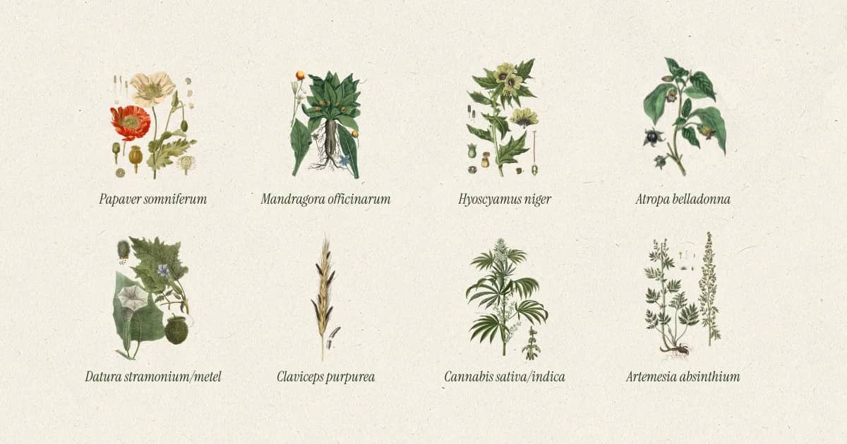 Spiked wine psychoactive herbs