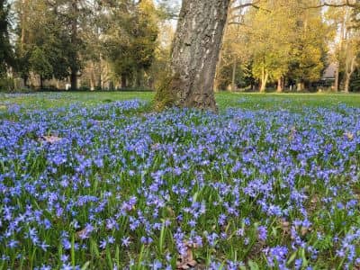 Frühlingswiese mit blauen Blumen und Baum