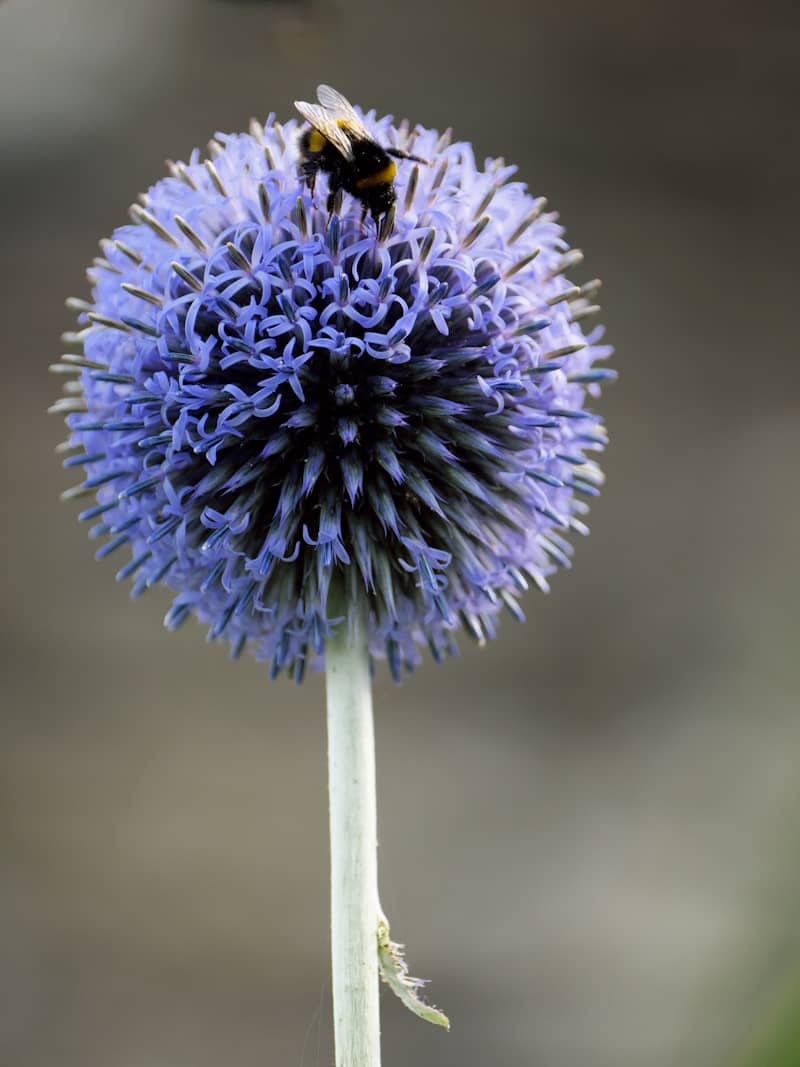 A bee sits on a purple globe thistle flower.