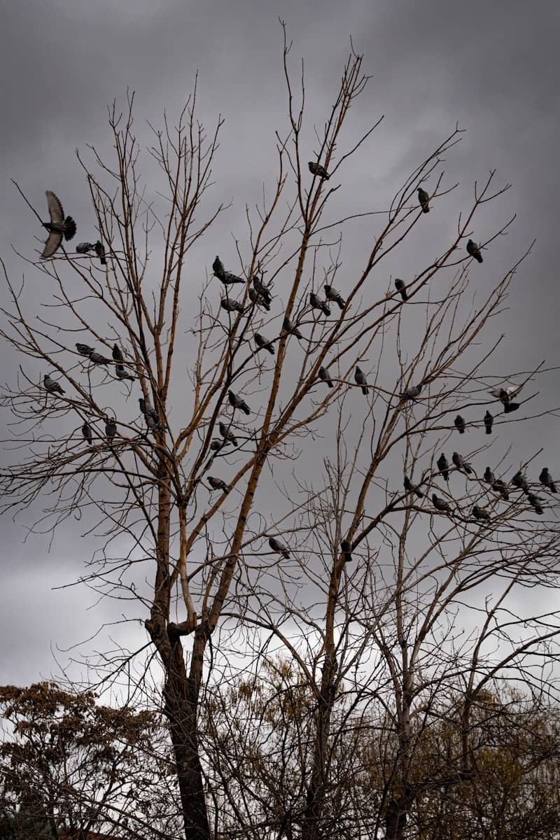 Flock of pigeons perched on bare tree branches.