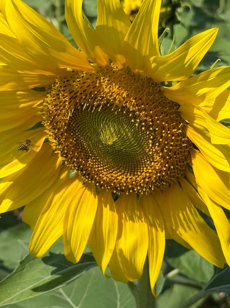 A bee flies near a bright yellow sunflower.
