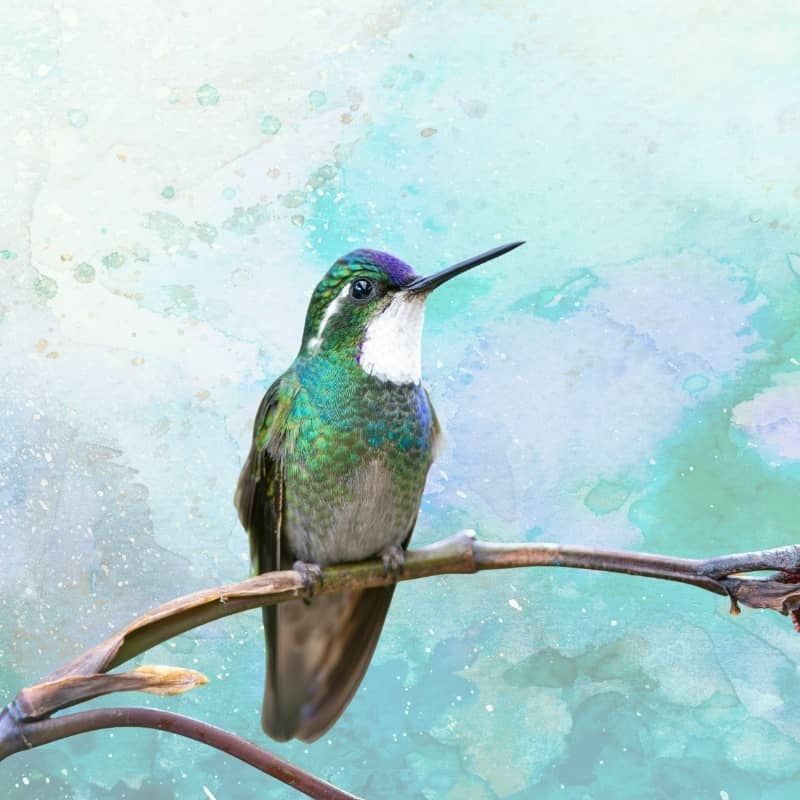 A hummingbird resting on a branch